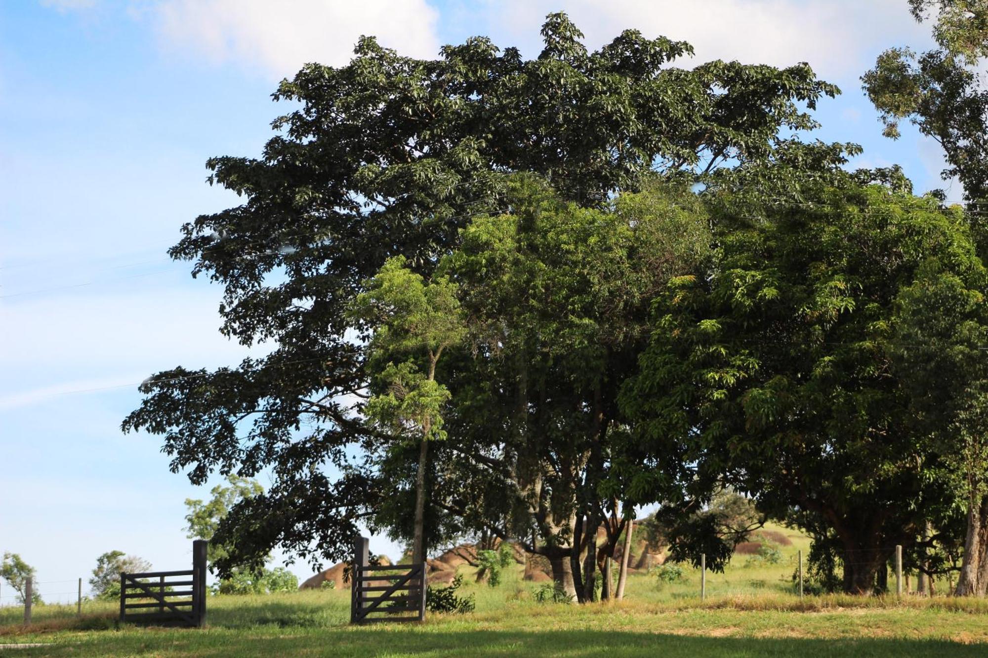 Limoeiro Da Concordia Hotel Fazenda De Charme Cabreúva Dış mekan fotoğraf